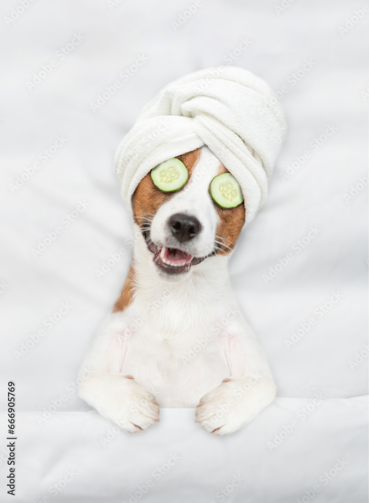 Funny jack russell terrier puppy with towel on it head and with a piece of cucumber on it eyes relaxing on the bed at home. Top down view - obrazy, fototapety, plakaty 