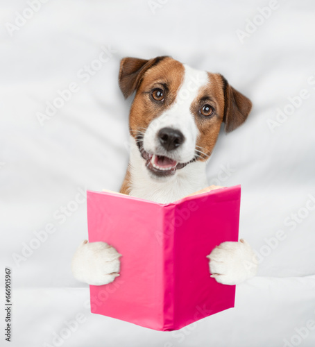jack russell terrier puppy reads a book on a bed at home before bedtime