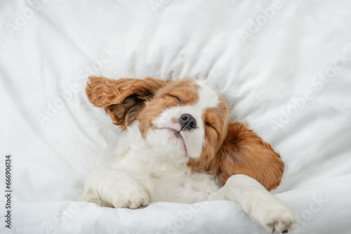 Cute Cavalier King Charles Spaniel puppy sleeps on a bed at home. Top down view © Ermolaev Alexandr