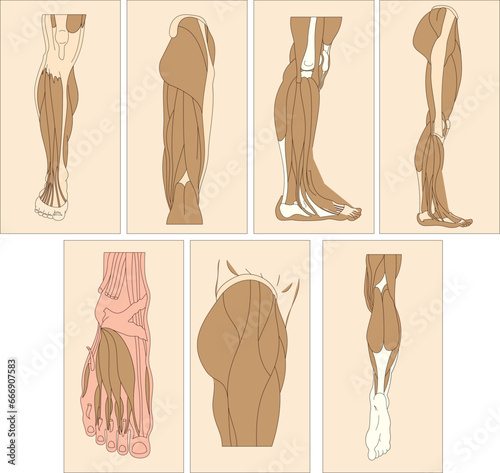 Human male anatomy with inner muscle layers, musculoskeletal systems of limbs and hips. Human Anatomy, Limbs and hip skeletal, muscular and cardiovascular systems, lower layer muscles