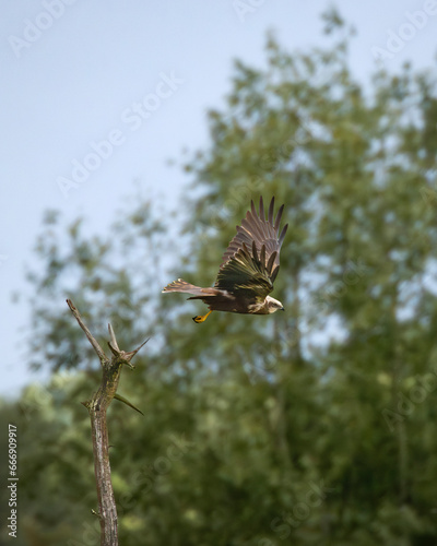 marsh harrier flying