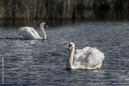 swans on the lake