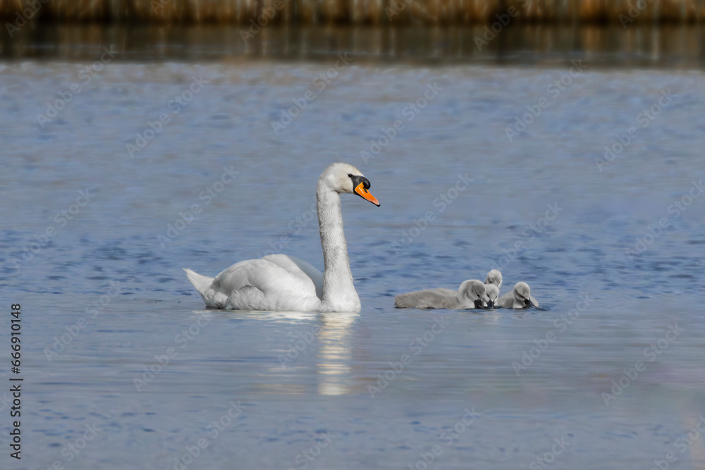 swans on the lake with babies 