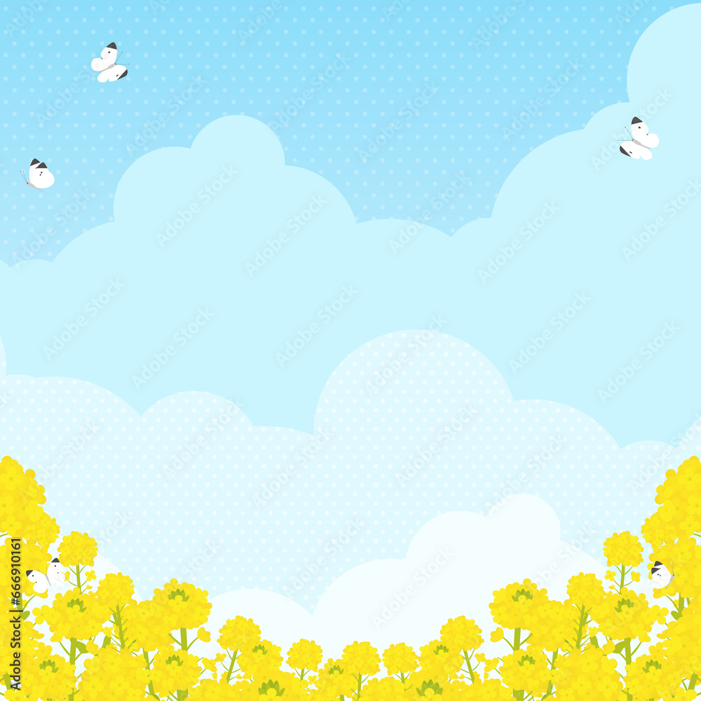 菜の花畑にモンシロチョウが飛ぶ風景(正方形) 菜の花畑にモンシロチョウが飛ぶ風景(正方形)