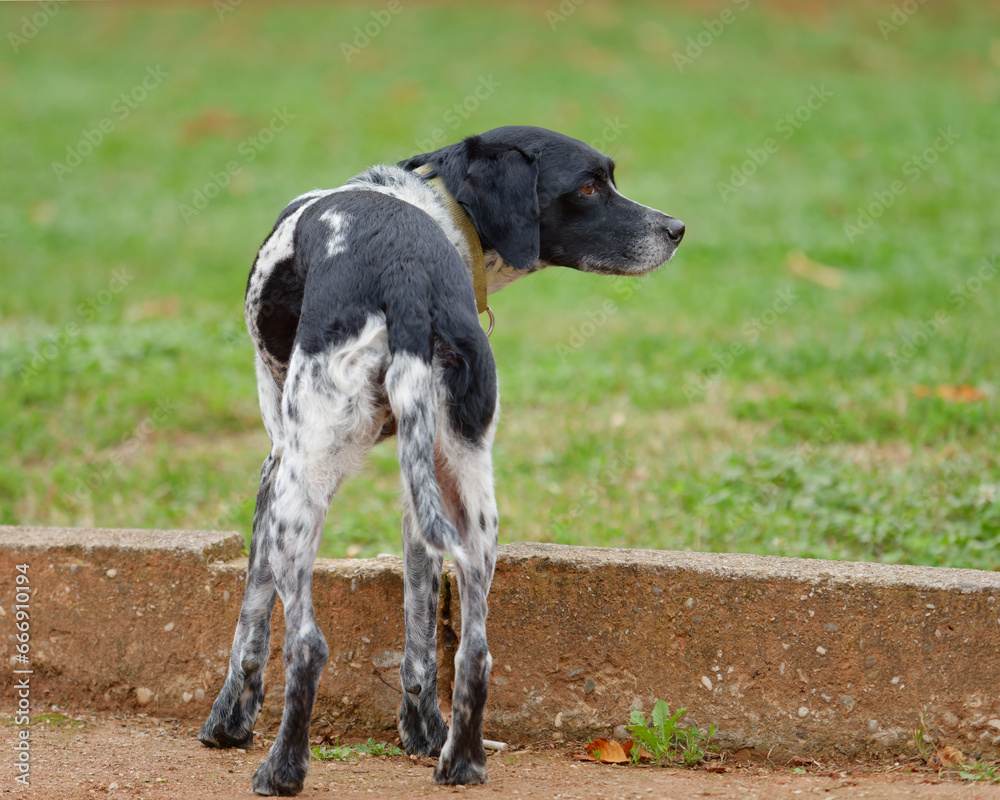 Close-up photo of an adorable young Bohemian Spotted Dog standing in the park Close-up photo of an adorable young Bohemian Spotted Dog standing in the park