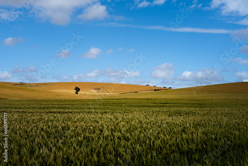 wheat field and blue sky, South Australia 