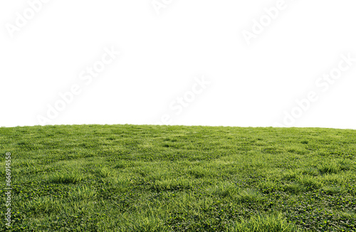 beautiful green field with flower and grass
