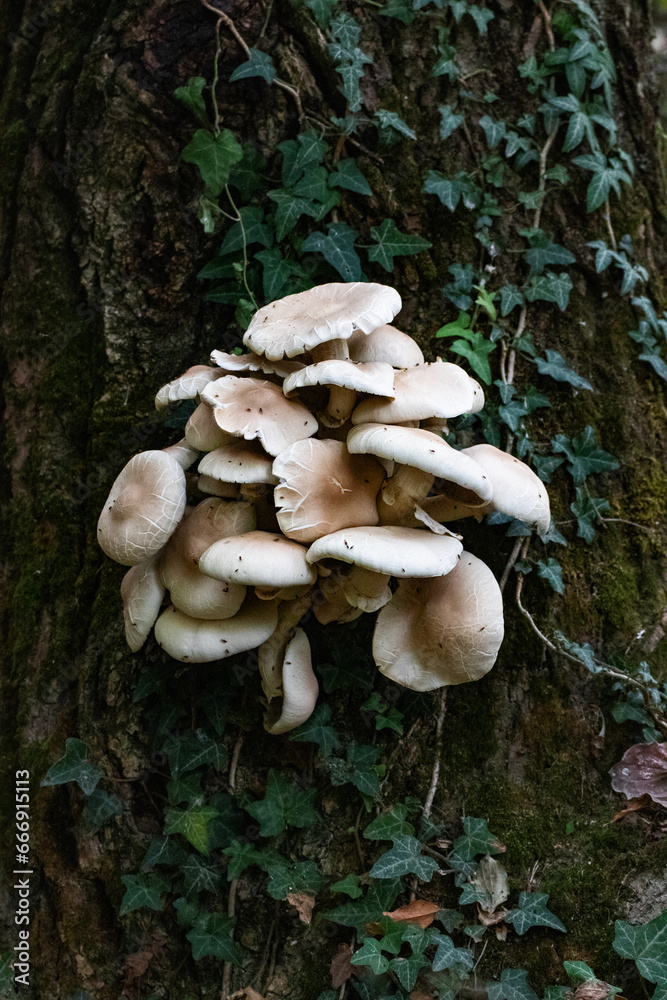 mushrooms in the forest mushrooms in the forest