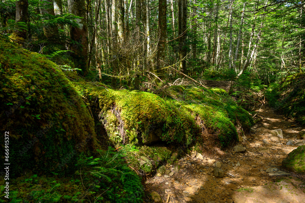 Fototapeta premium ハイキング