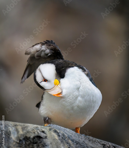 Horned Puffin (Fratercula corniculata) in breeding plumage preening on rock, Alaska, USA. Vertical format. photo