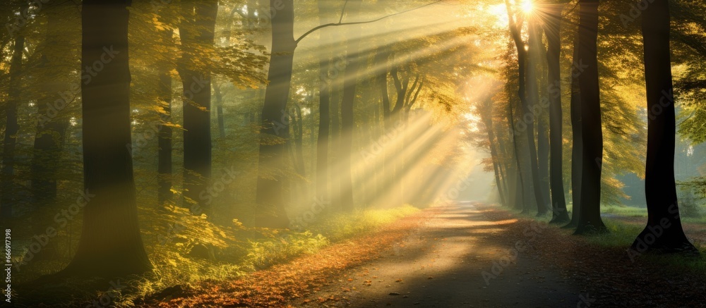 Autumn forest footpath brightened by sunbeams amidst fog