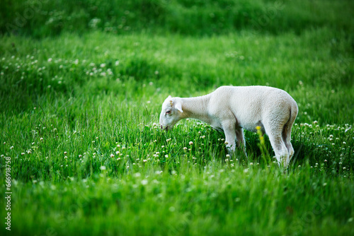 Cute spring lamb image