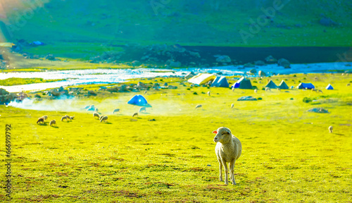 Flock of Sheep and Landscape in the Himalayas Nepal Kashmir valley in the Himalayan region. mountain snow. hiking concept Nature camping, India.	