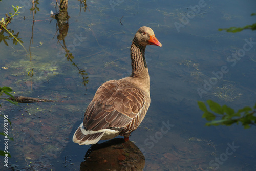 goose on the water