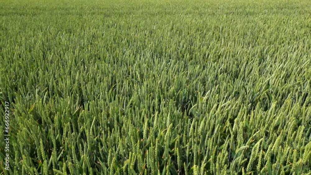 Close-up aerial top down drone flies over green wheat corn. Cereal land, agricultural industry. Natural texture in motion, lush wheat spikelets waving in wind. Harvest organic cultivate in field. High Close-up aerial top down drone flies over green wheat corn. Cereal land, agricultural industry. Natural texture in motion, lush wheat spikelets waving in wind. Harvest organic cultivate in field. High