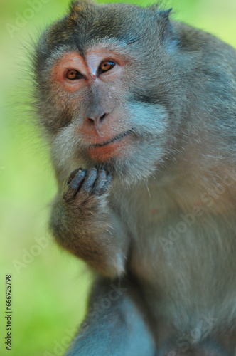 Animal monkey ape