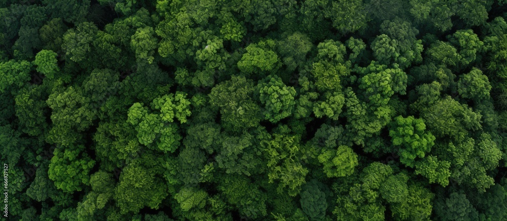 Top view of a forest representing a healthy environment with green trees Can be used as a web banner