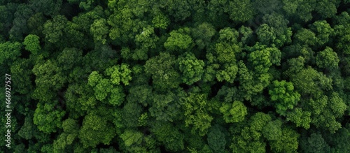 Top view of a forest representing a healthy environment with green trees Can be used as a web banner © AkuAku