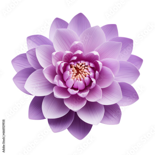 Purple water lily isolated on transparent background transparency 
