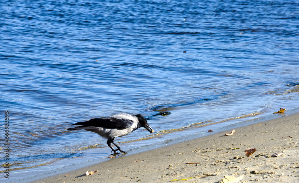 A crow looking for food against the background of a river. A crow looking for food against the background of a river.