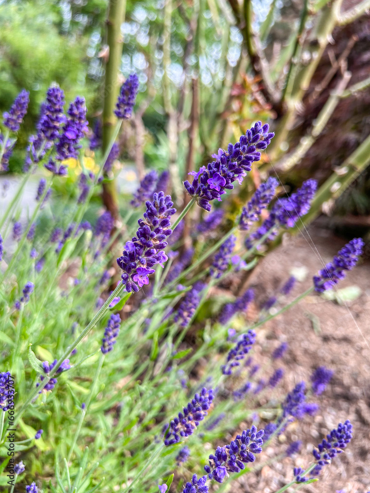 Obraz premium English lavender