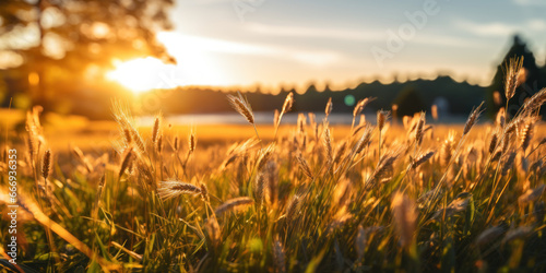 paysage de campagne dans un champ de bl   au lev   du soleil