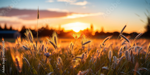 paysage de campagne dans un champ de blé au levé du soleil