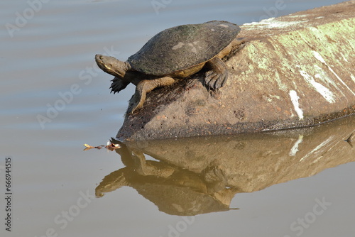 Turtle on a concrete pile