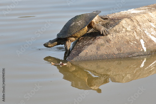 Turtle on a concrete pile