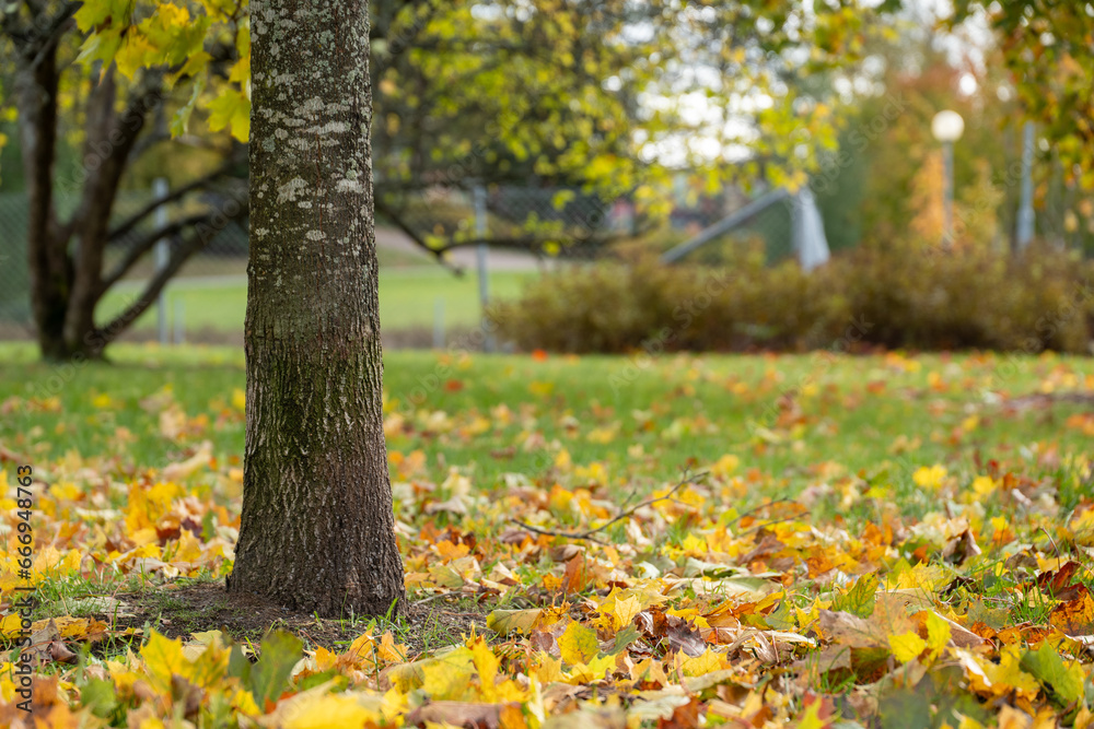 close up of tree in a park with autumn leaves around it