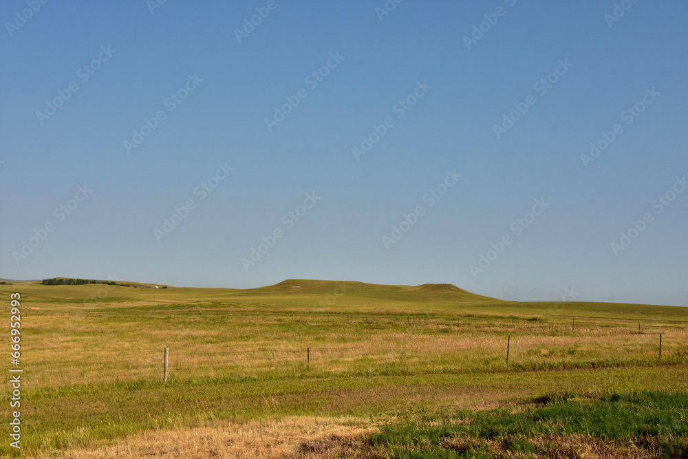 Large Field with Wild Grasses Growing in the Summer