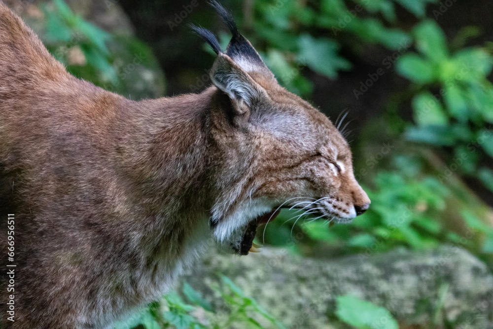 Fototapeta premium Luchs