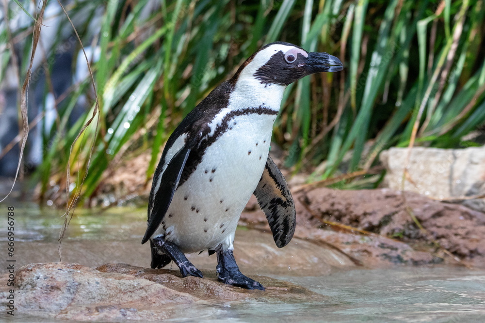 Naklejka premium Brillenpinguin