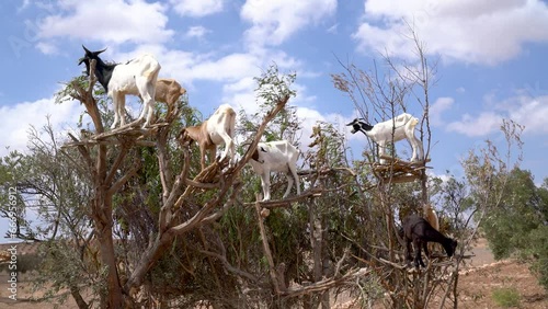 Goats on an Argan tree in the way between Marrakesh and Essaouira in Morocco. Africa photo