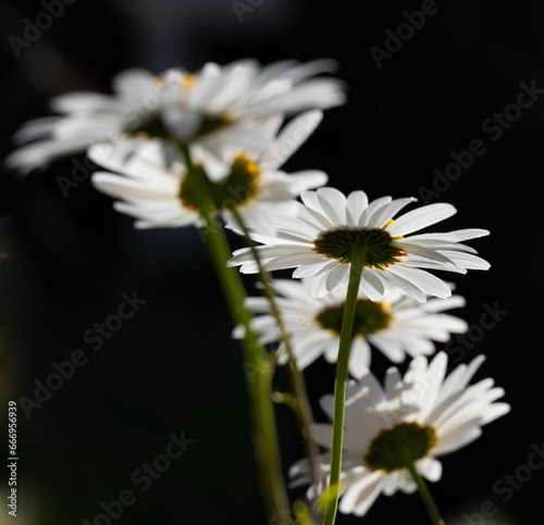 several Mayweed flowers on a black background