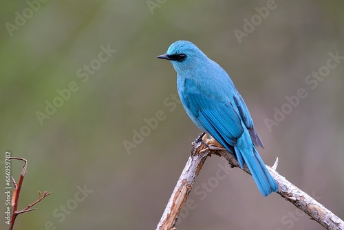 Verditer FlycatcherA distinctive shade of copper-sulphate blue and has a dark patch between the eyes and above the bill base, fascinates you in lower Himalayan range.