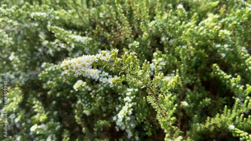 flowering shrub in the garden macro flowering shrub in the garden macro