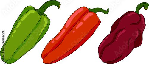 Hand drawn colored illustration of different types of pepper. Bell sweet peppers, paprika. Vegetables painted on white background. Vector sketch food.