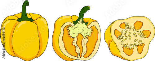 Hand drawn colored illustration of different types of pepper. Bell sweet peppers, paprika. Vegetables painted on white background. Vector sketch food.