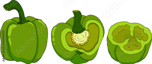 Hand drawn colored illustration of different types of pepper. Bell sweet peppers, paprika. Vegetables painted on white background. Vector sketch food.