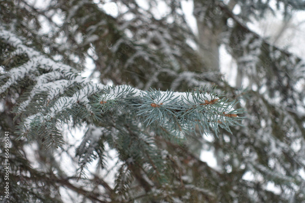 Bluish green foliage of Colorado blue spruce covered with snow in December