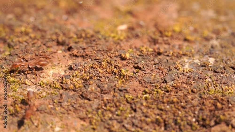 a group of weaver ants walking on rocks looking for food. Oecophylla Smaragdina a group of weaver ants walking on rocks looking for food. Oecophylla Smaragdina