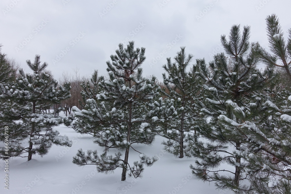 Young trees of Baltic pines covered with snow in January Young trees of Baltic pines covered with snow in January