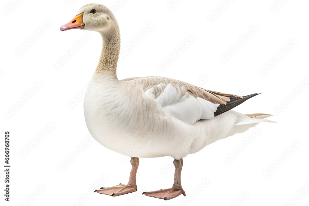 Goose full body white background isolated PNG Goose full body white background isolated PNG