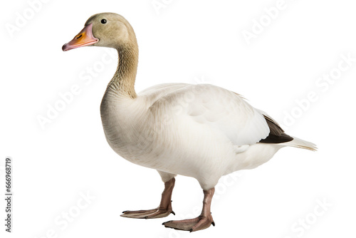 Goose full body white background isolated PNG