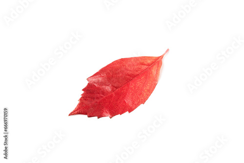 Red leaf falling from a tree on a white background