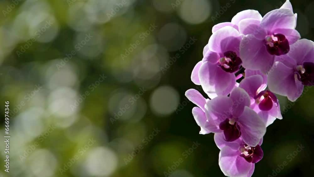 Purple Orchid branch on green natural background
Purple Orchid branch on green natural background