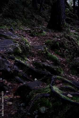 dense forest in the Carpathians. dense forest with large stones, covered with moss. Forest and moss