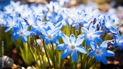 An up-close capture of the first blossoms of spring, showcasing the 'Maksi' variety of Glory of the Snow (Chionodoxa sardensis). These vibrant flowers feature multiple star-shaped photo