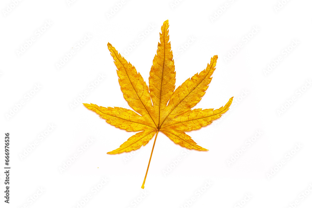 Autumn leaves on a white background isolated. Collection of colorful fallen autumn leaves. Autumn leaves on a white background isolated. Collection of colorful fallen autumn leaves.